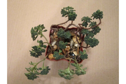 Аихризон извилистый (Aichryson tortuosum)