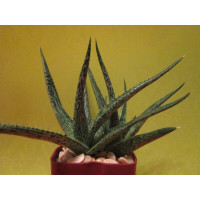 Алоэ Рауха (Aloe Rauhii) Алоэ Рауха (Aloe Rauhii)