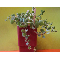 Крассула (Crassula sp.) Крассула (Crassula sp.)