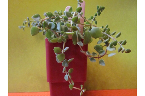 Крассула (Crassula sp.)