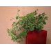 Крассула (Crassula sp.)