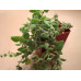 Крассула (Crassula sp.)