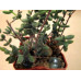 Делосперма шиповатая (Delosperma echinatum)