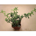 Делосперма шиповатая (Delosperma echinatum)