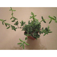 Делосперма шиповатая (Delosperma echinatum) Делосперма шиповатая (Delosperma echinatum)