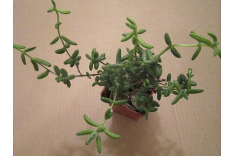 Делосперма шиповатая (Delosperma echinatum)