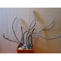 Эуфорбия плоскостебельная (Euphorbia platyclada)