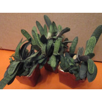 Гастерия Литл Варти (Gasteria Little Warty) Гастерия Литл Варти (Gasteria Little Warty)