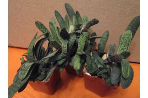 Гастерия Литл Варти (Gasteria Little Warty) Гастерия Литл Варти (Gasteria Little Warty)