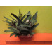 Гастерия Литл Варти (Gasteria Little Warty) Гастерия Литл Варти (Gasteria Little Warty)