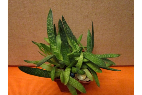 Гастерия пятнистая (Gasteria Maculata)