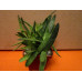 Гастерия пятнистая (Gasteria Maculata)
