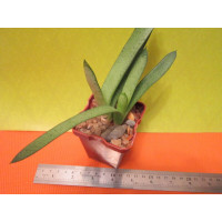 Гастерия пятнистая (Gasteria Maculata sp.) Гастерия пятнистая (Gasteria Maculata sp.)