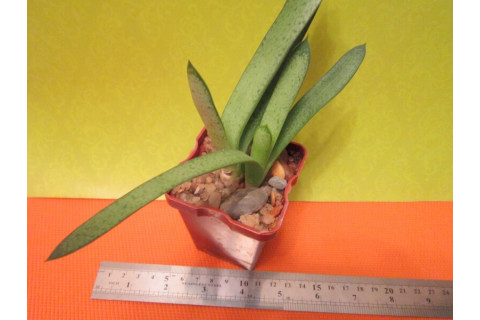 Гастерия пятнистая (Gasteria Maculata sp.) Гастерия пятнистая (Gasteria Maculata sp.)
