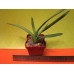 Гастерия пятнистая (Gasteria Maculata sp.) Гастерия пятнистая (Gasteria Maculata sp.)