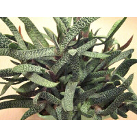 Гастерия Бородавчатая (Gasteria Verrucosa) Гастерия Бородавчатая (Gasteria Verrucosa)