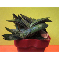 Гастерия двуцветная крошечная (Gasteria bicolor v. liliputana) Гастерия двуцветная крошечная (Gasteria bicolor v. liliputana)
