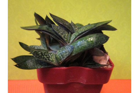 Гастерия двуцветная крошечная (Gasteria bicolor v. liliputana) Гастерия двуцветная крошечная (Gasteria bicolor v. liliputana)