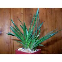 Гастерия прекрасная (Gasteria pulchra) Гастерия прекрасная (Gasteria pulchra)