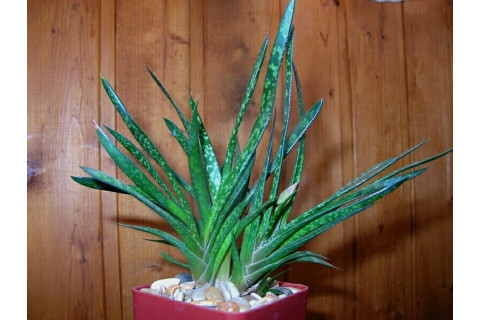 Гастерия прекрасная (Gasteria pulchra)