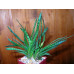 Гастерия прекрасная (Gasteria pulchra)