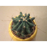 Хаматокактус (Hamatocactus)