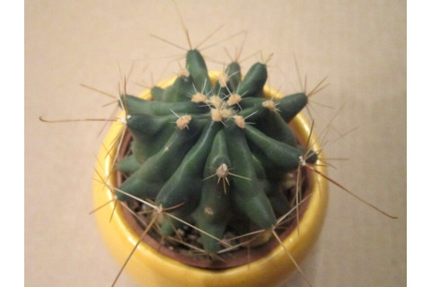 Хаматокактус (Hamatocactus)