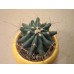 Хаматокактус (Hamatocactus) Хаматокактус (Hamatocactus)
