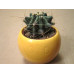 Хаматокактус (Hamatocactus) Хаматокактус (Hamatocactus)