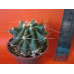 Хаматокактус (Hamatocactus) Хаматокактус (Hamatocactus)