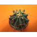 Хаматокактус (Hamatocactus) Хаматокактус (Hamatocactus)
