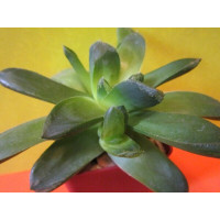 Хавортия ладьевидная (Haworthia cymbiformis) Хавортия ладьевидная (Haworthia cymbiformis)