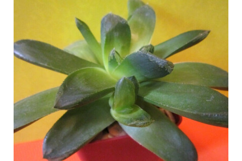 Хавортия ладьевидная (Haworthia cymbiformis)