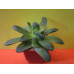Хавортия ладьевидная (Haworthia cymbiformis)