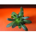 Хавортия ладьевидная (Haworthia cymbiformis)