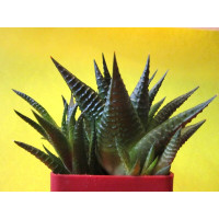 Хавортия терколистная (Haworthia limifolia) Хавортия терколистная (Haworthia limifolia)