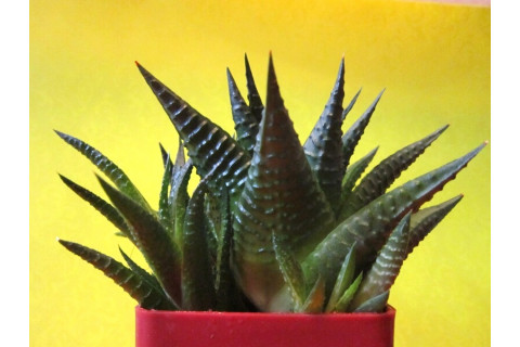 Хавортия терколистная (Haworthia limifolia) Хавортия терколистная (Haworthia limifolia)