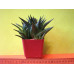 Хавортия терколистная (Haworthia limifolia) Хавортия терколистная (Haworthia limifolia)