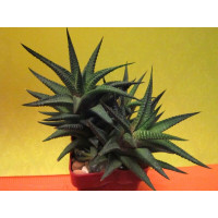 Хавортия терколистная разн. барбертон (Haworthia limifolia v. barberton) Хавортия терколистная разн. барбертон (Haworthia limifolia v. barberton)