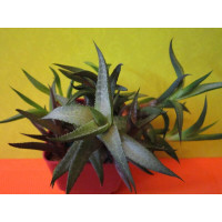Хавортия шахматная (Haworthia venosa)