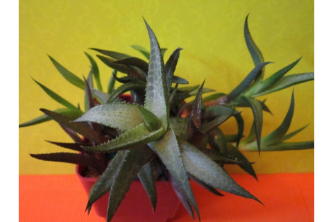 Хавортия шахматная (Haworthia venosa) Хавортия шахматная (Haworthia venosa)