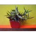 Хавортия шахматная (Haworthia venosa) Хавортия шахматная (Haworthia venosa)