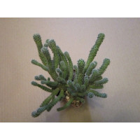 Маммиллярия Стройная (Mammillaria Gracilis)