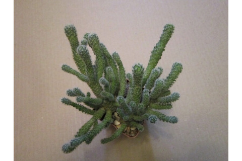 Маммиллярия Стройная (Mammillaria Gracilis)