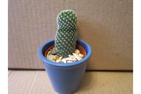 Маммиллярия Элеганс (Mammillaria Elegans)