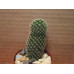 Маммиллярия Элеганс (Mammillaria Elegans)