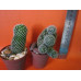 Маммиллярия Элеганс (Mammillaria Elegans)