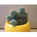 Маммиллярия Элеганс (Mammillaria Elegans)