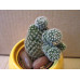 Маммиллярия Элеганс (Mammillaria Elegans)