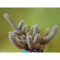 Маммиллярия Удлинённая (Mammillaria Elongata) Маммиллярия Удлинённая (Mammillaria Elongata)